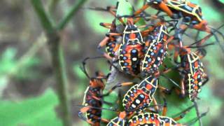 Mesquite Bug Nymphs of Costa Rica  Thasus acutangulus [upl. by Eltsirhc]