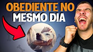 COMO ADESTRAR UM CACHORRO PASSO A PASSO NA PRÁTICA [upl. by Ylrevaw]