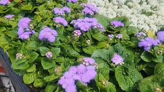 Oak tree Ageratum Angelonia Iris Peony and Beautiful Weather Today [upl. by Trebma]