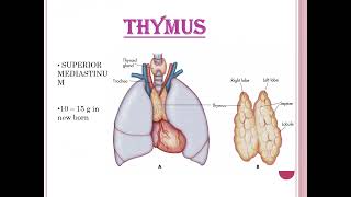 Lymphoid Tissue Histology Lymph Node and Thymus Ample Medical Lectures [upl. by Neysa]