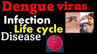 Dengue virus replication  Dengue fever symptoms [upl. by Naida]