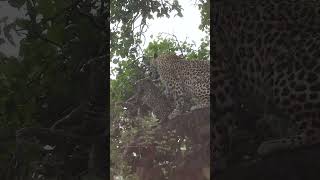 Leopard cubs caught in the rain [upl. by Nemlaz475]