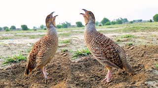 irani teetar ki awaz  dakhni teetar ki awaz  teetar ke awaz [upl. by Siegler]