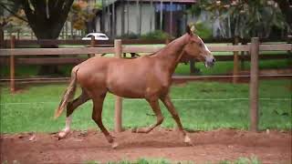 LOTE 28 CABOCLA DA VARZEA BONITA [upl. by Jamila]