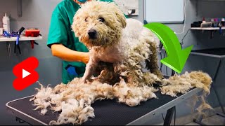 SHAVING MATTED DOG Full video on the channel shorts [upl. by Onateyac]