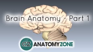 Basic Parts of the Brain  Part 1  3D Anatomy Tutorial [upl. by Enaywd]