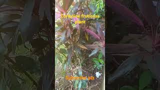 Cordyline fruticosaornamental plant subscribe for more videos school students [upl. by Haerr330]