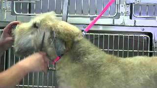 Wheaten Terrier Pet trimfacemuzzle [upl. by Eenahpets245]