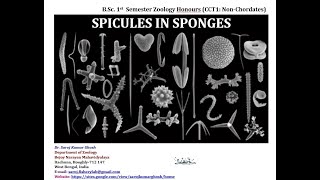 Spicules in Sponges [upl. by Glassman]