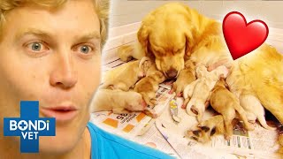 Most Adorable Puppies Being Born ❤️🐶 Bondi Vet Compilation [upl. by Adabel]