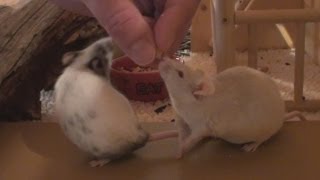 How to Tame Pet Mice [upl. by Duane]