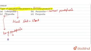 Type of pseudopodia present in Amoeba proteus is [upl. by Adniuqal]