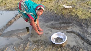 traditional catching fish in village style  cookingampeating snake Head mural fish garai machhali [upl. by Llenna]