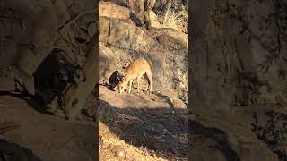 klipspringer spotted around the Sudwala Cavessudwalacaves mpumalanga touristattraction [upl. by Aisilef594]