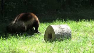 carcajou wolverine Zoo sauvage de St Félicien [upl. by Eibot494]