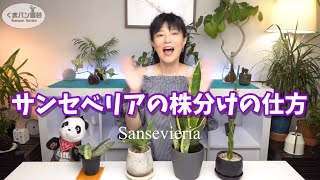 簡単！どんどん増えるサンセベリアの株分けの仕方 観葉植物 観葉植物 houseplants 植物のある暮らし plants サンセベリア サンスベリア [upl. by Christiansen780]