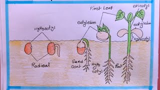 how to draw seed germination step by step easy [upl. by Rizzi135]