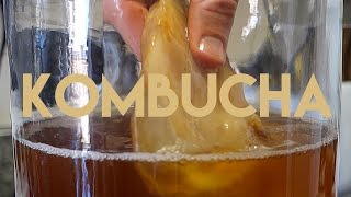 Beginners Guide To Fermentation Kombucha Making [upl. by Immat]