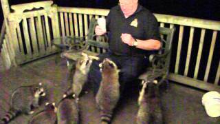 Feeding Raccoons 30 August 2014 [upl. by Fionnula292]