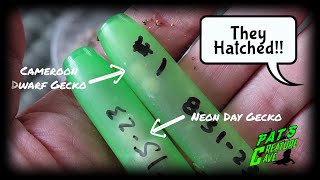 Baby Geckos hatching like crazy reptile room updates amp plans [upl. by Charley923]