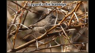 Chestnutvented and Layards Titbabbler Warbler calls [upl. by Gilboa41]