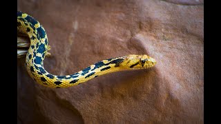 Gopher Snakes [upl. by Dor725]