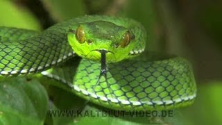 Snakes of Siberut Island Ular Indonesia [upl. by Atlante517]