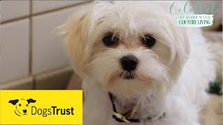 Rescue dogs meet amp greet with Dogs Trust [upl. by Anak842]