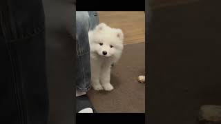 Funny animals 🐶🐱 eps 116 shorts funny laugh animals [upl. by Aniroz]