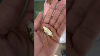 cute golden fish babies fish fishfarmer fishfarming aquariumfishfarming [upl. by Curt]