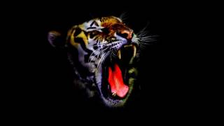 The Tiger Rising A Book Trailer [upl. by Niarbo]