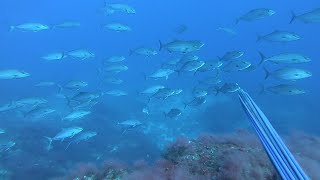 🎯Sniper Shots Summer 2024 Part 1 🎯—GREECE SPEARFISHING— [upl. by Brodench]