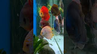 The Most Beautiful Discus Cichlids Tank Youll Ever See [upl. by Esbenshade]