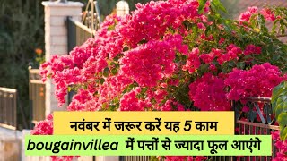 BOUGANVILLEA HEAVY FLOWERING Tips WITH 💯 RESULT  BEST FERTILIZER FOR BUMPER FLOWERING gardening [upl. by Coumas741]