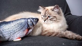 Moving Fish Toy for Cats  Reviewed By a Siberian Cat [upl. by Kalila]