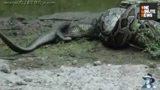 Pythons Wiping out Mammals in Everglades [upl. by Naletak]