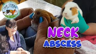 Guinea pig neck abscess  how to treat and drain and abscess with Cavy Central Guinea Pig Rescue [upl. by Remlap935]