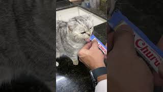 Como dar medicamentos em comprimidos para gatos utilizando Churu Inaba [upl. by Anomas]