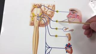 Autonomic Nervous System [upl. by Pond933]