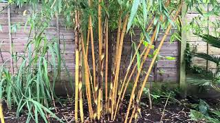 Phyllostachys vivax ‘Aureocaulis’ update  June 4th 2024 [upl. by Higbee480]