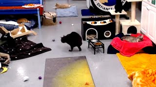 Magic Eats Lifts Then Scoots 09112024 by StripeyD Friends of Felines Rescue Center FFRC [upl. by Rendrag]