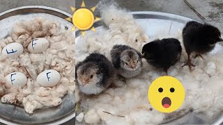 how to hatching chicken egg at home [upl. by Eessej]