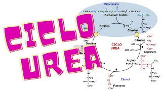 Ciclo dellurea spiegazione biochimica [upl. by Ernesto]