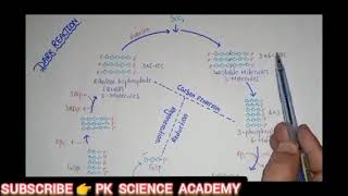 Dark reaction  photosynthesis  calvin cycle  Biology [upl. by Cida]