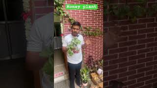 Best place to buy money plant online [upl. by Olegnaed]