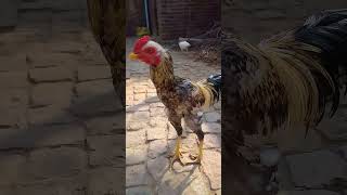 Devil Rooster 😱😎👑 subscribe my channel shortvideo Rooster trendingshorts viral [upl. by Lebar]