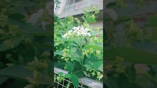 Parijaat ke phool  harshringar  beautiful flowers flowers shorts trending plants shiv [upl. by Yddur958]