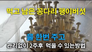 팽이버섯 기르기 마트 팽이버섯 윗부분 먹고 밑 부분 2주 만에 길러 먹는 방법 [upl. by Durkee86]