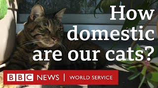 Would my cat survive in the wild  CrowdScience BBC World Service [upl. by Ahsitak]