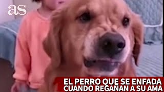 La reacción de un perro cuando ve la bronca de una madre a su hija  Diario AS [upl. by Auvil]